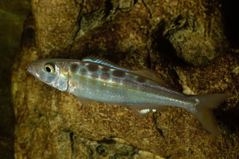 Bathybates fasciatus 'Sibwesa'